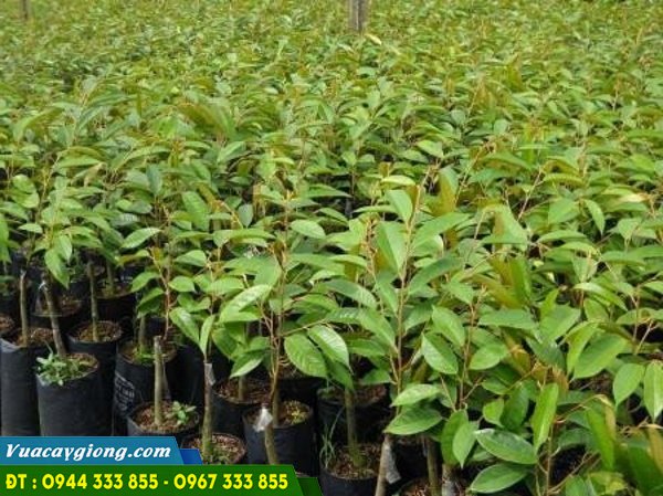 giong_sau_rieng_ri_6 Giống sầu riêng ri 6