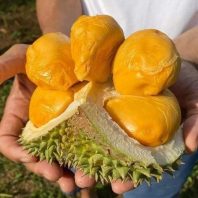 Trái sầu riêng Ri-6 cơm vàng hạt lép