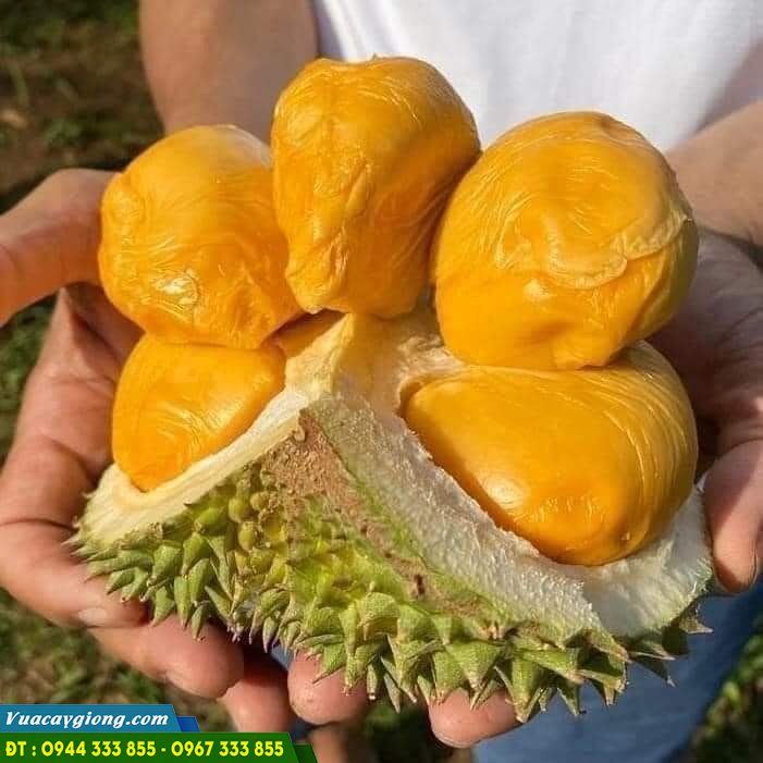 trai_sau_rieng_ri_6_com_vang_hat_lep Trái sầu riêng Ri-6 cơm vàng hạt lép