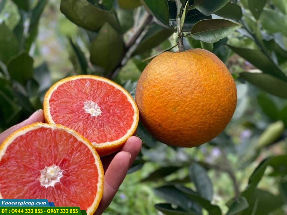 Giong_cam_ruot_do_Cam_cara Giống cam cara ruột đỏ không hạt