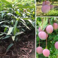Cây giống xoài Úc - Giống xoài giá trị kinh tế cao