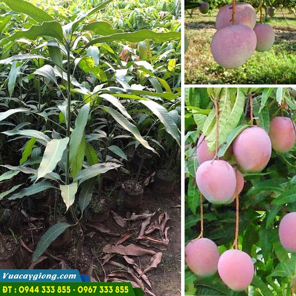 cay_giong_xoai_uc_gia_tri_kinh_te_cao Cây giống xoài Úc - Giống xoài giá trị kinh tế cao