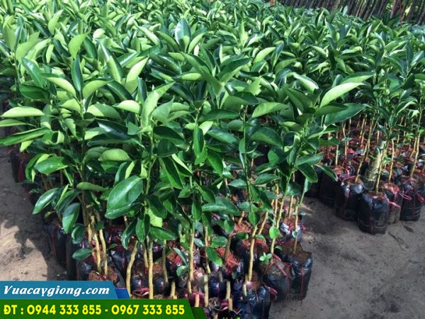 Địa chỉ cung cấp giống cam (cam cara, cam sành, cam canh, cam vinh, cam xoàn...)