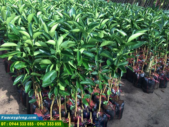 cung_cap_cay_giong_cam_sanh_cam_sanh_cam_xoan_cam_vinh_cam_cara Địa chỉ cung cấp giống cam (cam cara, cam sành, cam canh, cam vinh, cam xoàn...)