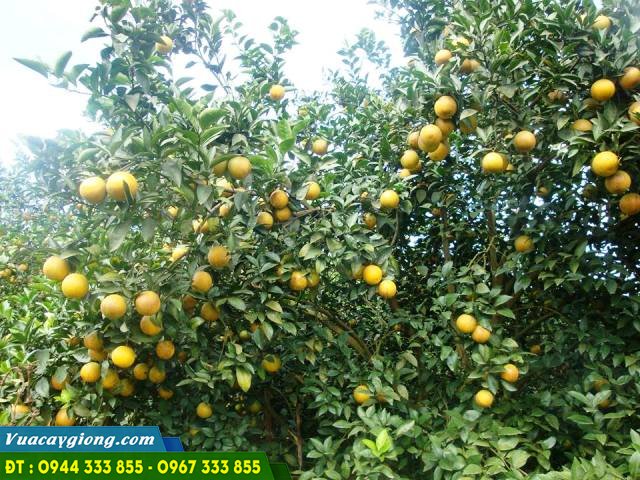 dac_diem_giong_cam_cara_ruot_do Đặc điểm giống cam cara ruột đỏ không hạt