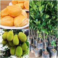 Địa chỉ bán cây giống mít thái siêu sớm