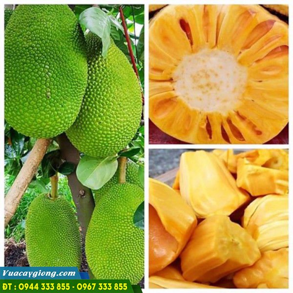 giong_mit_thai_changai_sieu_som Giống mít thái changai siêu sớm (18 tháng bắt đầu thu hoạch)