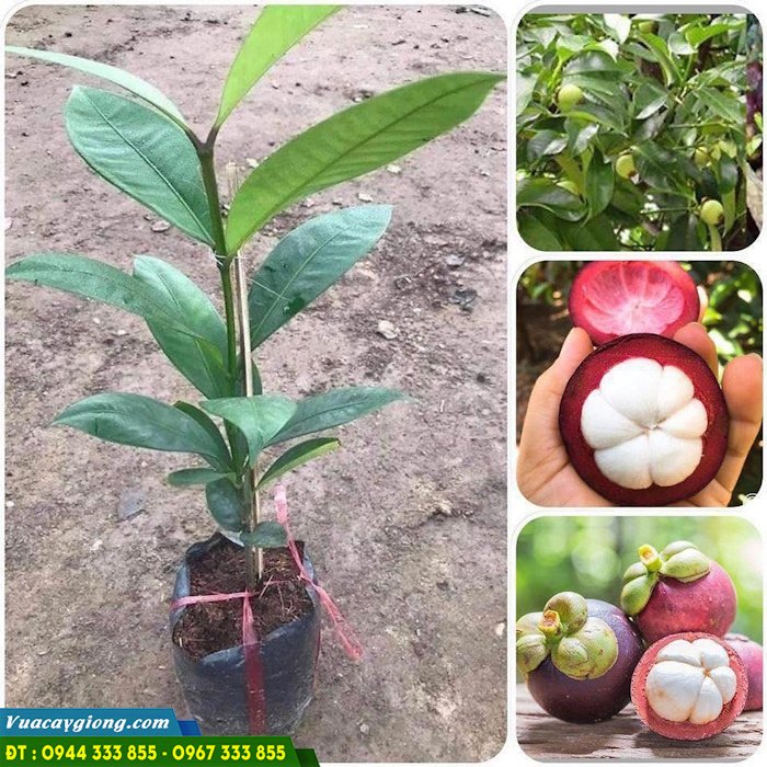 cung_cap_cay_giong_mang_cut Cung cấp giống cây măng cụt (măng cụt ghép, măng cụt ươm hạt)