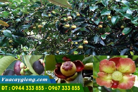 dac_diem_cay_mang_cut Đặc điểm cây măng cụt