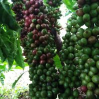 Đặc điểm giống cà phê Thiện Trường