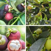 Hình ảnh giống cây măng cụt (quả tỏi ngọt)