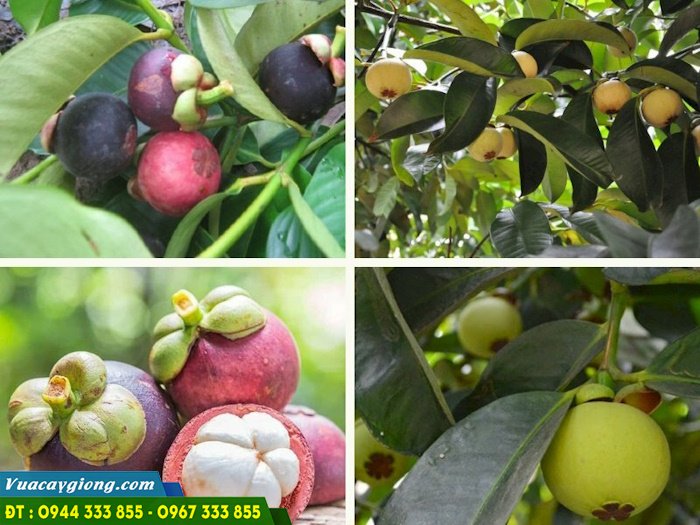 hinh_anh_giong_cay_mang_cut Hình ảnh giống cây măng cụt (quả tỏi ngọt)