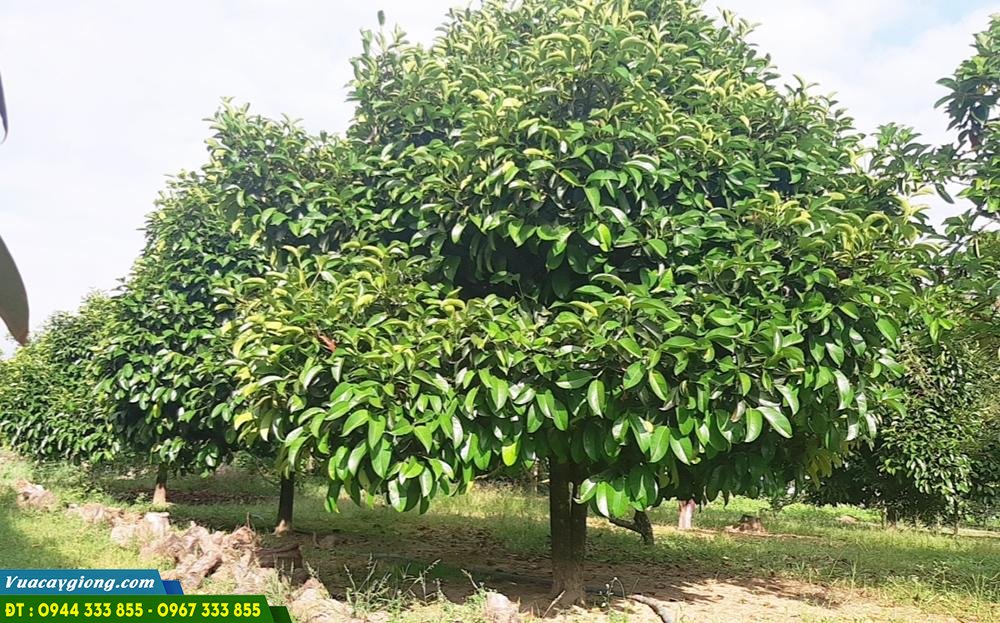 ky_thuat_trong_mang_cut Kỹ thuật trồng măng cụt