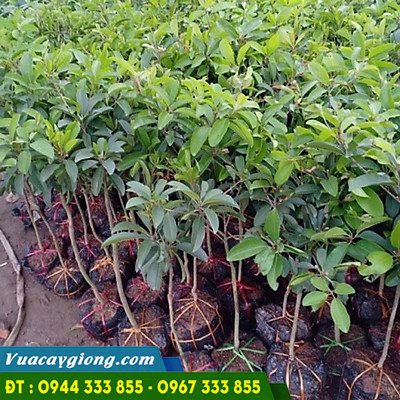 cay_giong_hong_xiem_xoai_thai_lan Cây giống hồng xiêm xoài thái lan