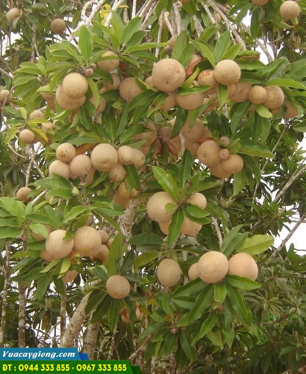 cay_giong_sapoche_hong_xiem Cây giống hồng xiêm - Cây giống sapoche