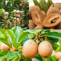 Giống hồng xiêm xoài (Saphoche/Xa-pô-chê)