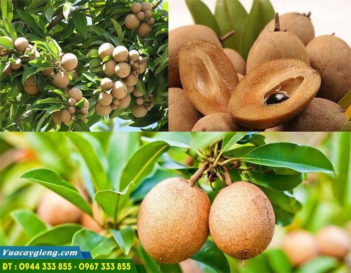 giong_hong_xiem_xoai_sapoche_xa_po_che Giống hồng xiêm xoài (Saphoche/Xa-pô-chê)