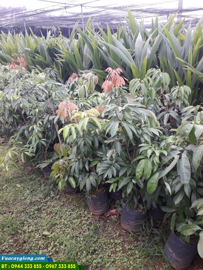 cay_giong_vai_u_hong_chiet_da_sang_bau_on_dinh Cây giống vải u hồng chiết cành (đã sang bầu đất ổn định)