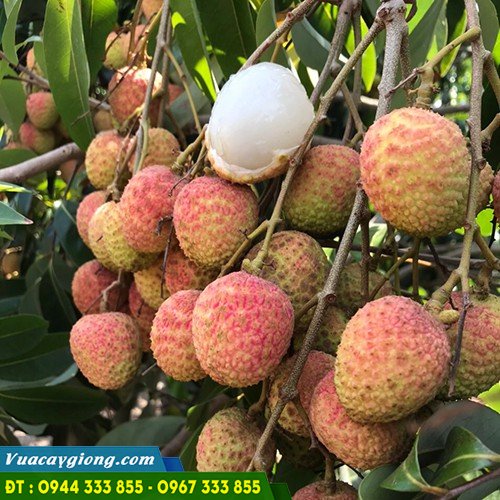 cung_cap_giong_vai_u_hong Cung cấp giống vải u hồng