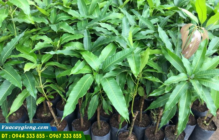cay_giong_xoai_ghep_uc_thai_dai_loan_ngoc_van_cat_hoa_loc Cung cấp cây giống xoài ghép: Xoài ngọc vân, xoài úc, xoài thái, xoài đài loan...