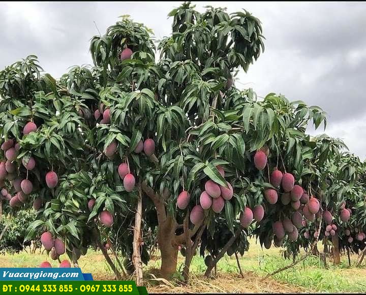 giong_cay_xoai_dai_loan_do_xoai_ngoc_van Mua cây giống xoài đài loan đỏ (xoài ngọc vân) ở đâu?