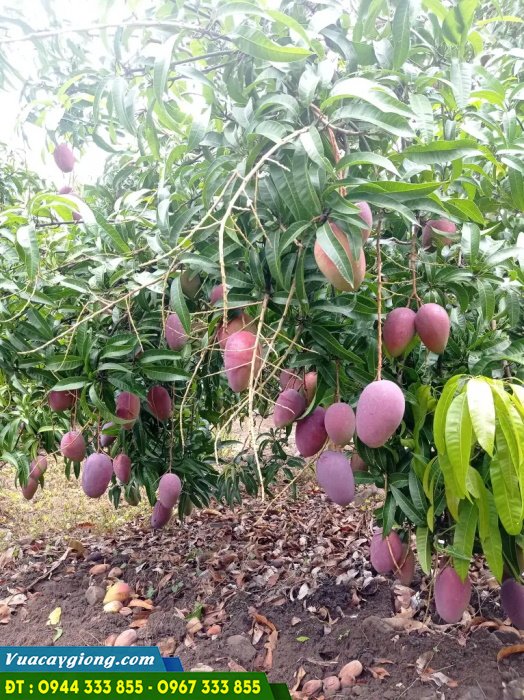 giong_xoai_dai_loan_do_xoai_tim_ngoc_van Đặc điểm và kỹ thuật trồng xoài tím Đài Loan (Xoài ngọc vân)