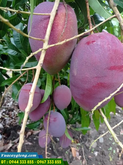 xoai_dai_loan_do_xoai_tim_ngoc_van Giống xoài Đài Loan đỏ (xoài tím ngọc vân)