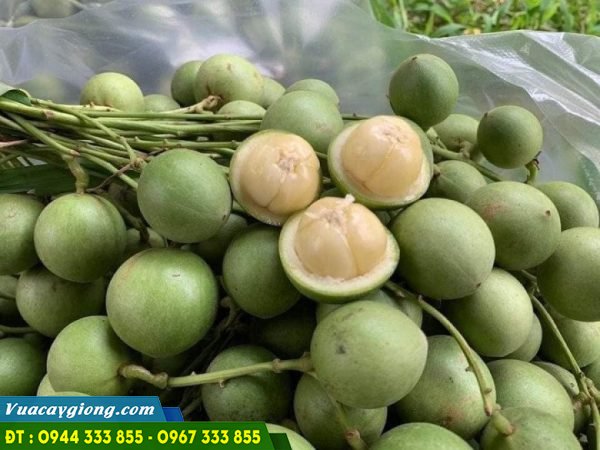 Cây dâu da xanh: nguồn gốc, đặc điểm và kỹ thuật trồng