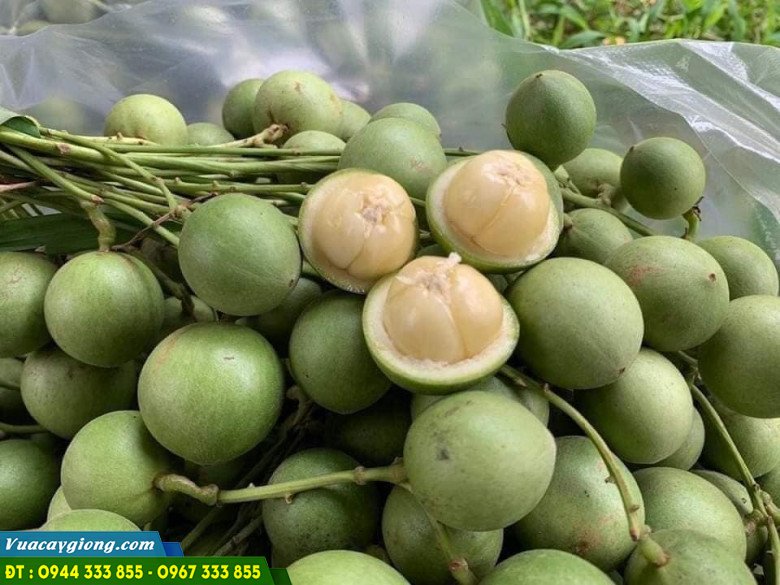 cay_dau_da_xanh_nguon_goc_dac_diem_noi_mua_giong Cây dâu da xanh: nguồn gốc, đặc điểm và kỹ thuật trồng