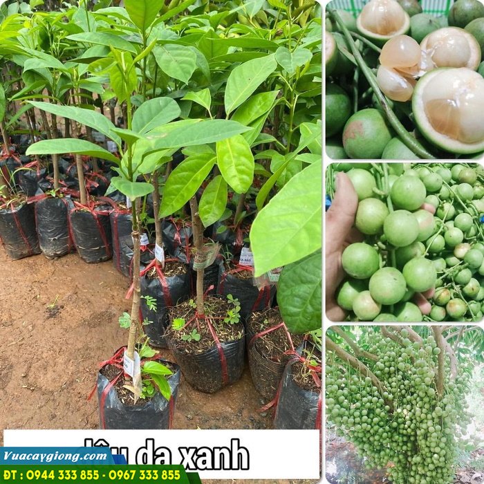 cay_giong_dau_da_xanh_cay_giong_dau_xanh Cây giống dâu da xanh thái (dâu da ngọt)