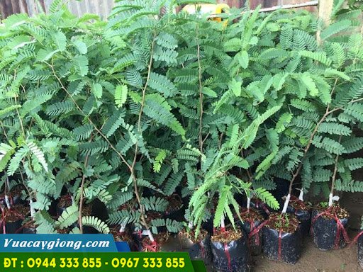 cay_giong_me_thai_cay_ghep Cung cấp giống me thái (giống me ngọt)