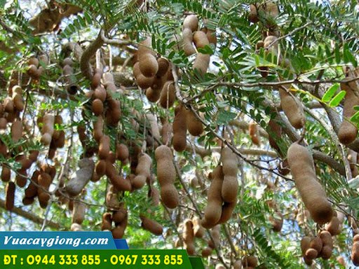 cay_me_thai_giong_me_ngot_de_trong_de_cham_soc Giống cây me thái (me ngọt)