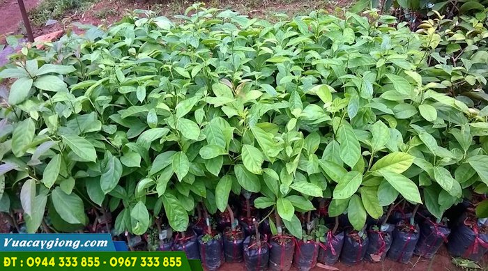 cung_cap_cay_giong_dau_da_xanh Địa chỉ cung cấp giống dâu da xanh thái (dâu da ngọt)