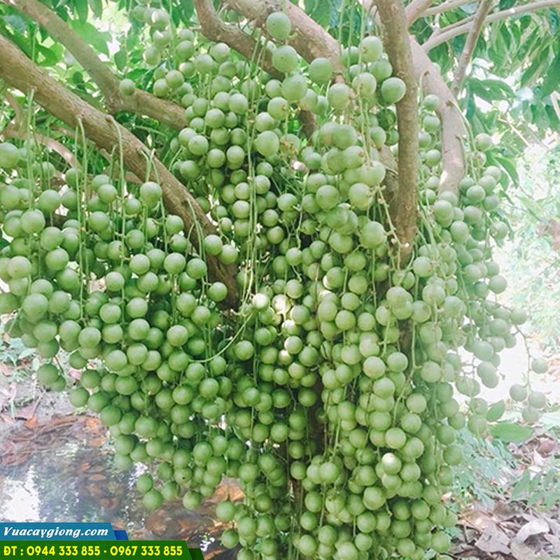 giong_cay_dau_da_xanh_cay_dau_xanh Giống cây dâu da xanh thái (dâu xanh ngọt)