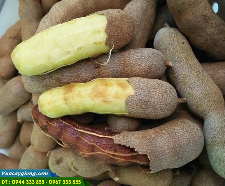 giong_cay_me_thai_me_ngot Đặc điểm và kỹ thuật trồng giống me thái