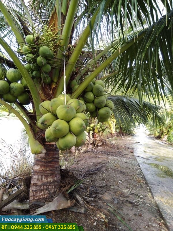 Cây dừa xiêm dứa (dừa thơm thái lan)