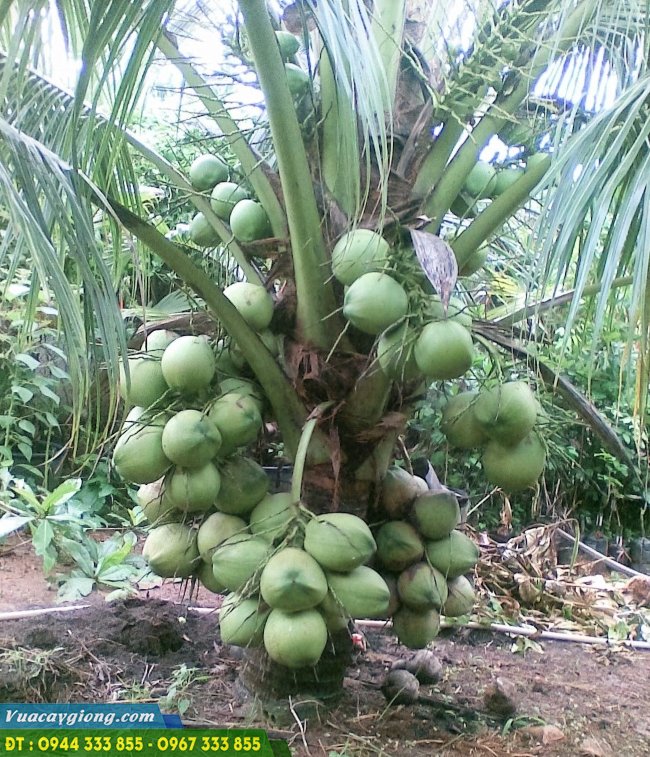 Chuyển đổi vườn tạp đất trồng lúa kém hiệu quả sang dừa