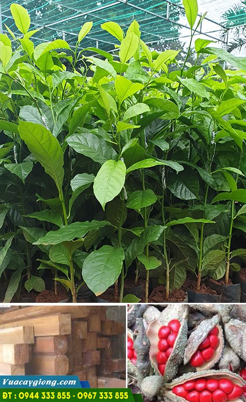 cay_giong_doi_lay_hat Cây giống dổi lấy hạt