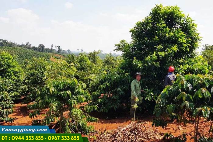 trong_cay_doi_xen_canh_trong_vuon_ca_phe_o_Tay_Nguyen Trồng cây dổi xen canh trong vườn cà phê ở Tây Nguyên