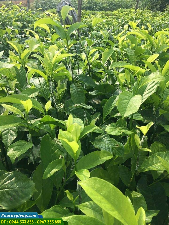 vuon_uom_cay_giong_doi_lay_hat