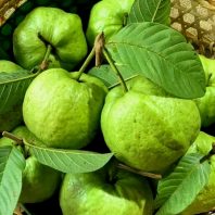 Mua bán cung cấp giống cây trồng - VựaCâyGiống - Tiến Đạt 27 Giống ổi nữ hoàng