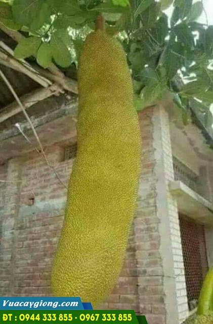 cay_mit_trai_dai_malaysia