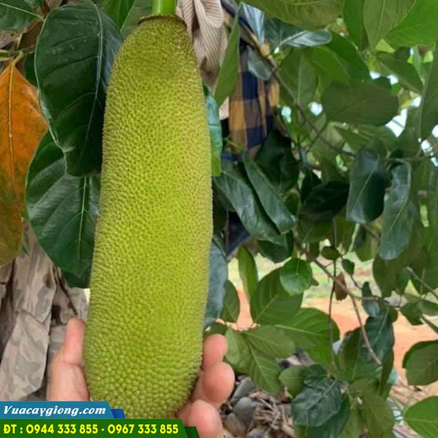 giong_mit_trai_dai_malaysia