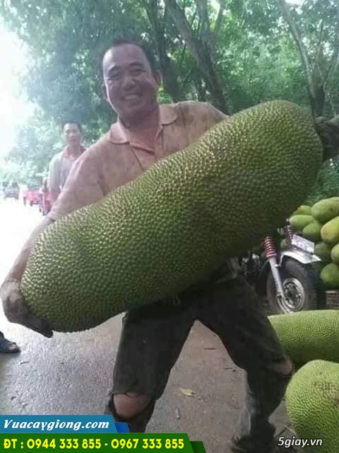 mit_trai_dai_malaysia Giống mít trái dài malaysia