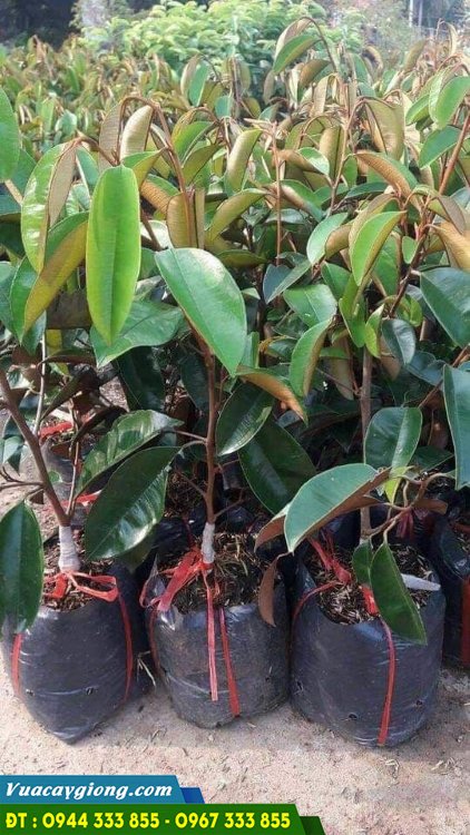 cay_giong_vu_sua_bo_hong Cây giống vú sữa bơ hồng