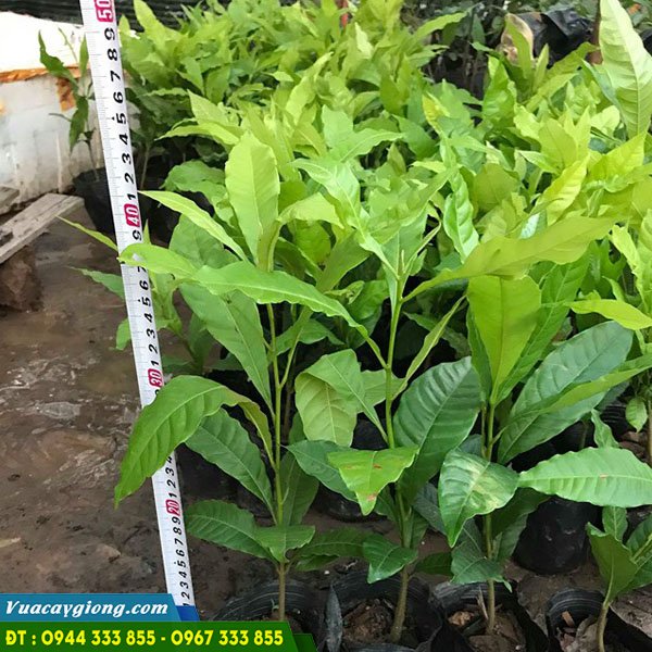 Cây giống vú sữa hoàng kim Cây giống vú sữa hoàng kim