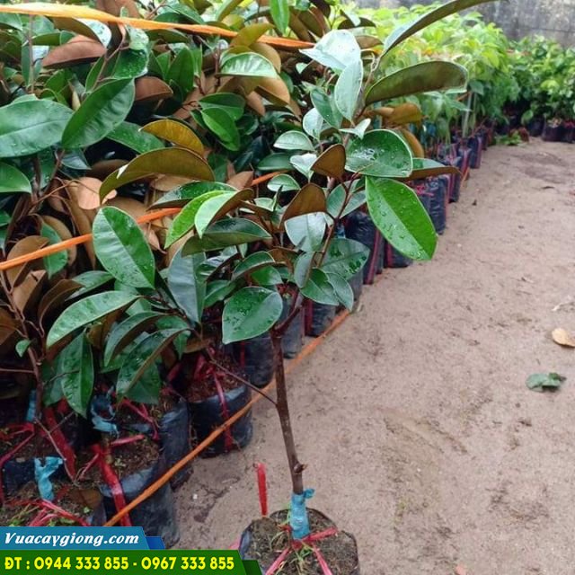 Cây giống vú sữa lò rèn Cây giống vú sữa lò rèn