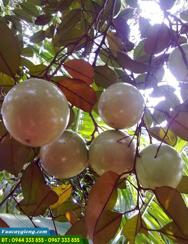 cay_vu_sua_bo_hong Cây vú sữa bơ hồng giá trị kinh tế cao