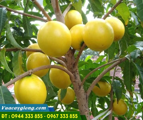 cay_vu_sua_hoang_kim Cây vú sữa hoàng kim