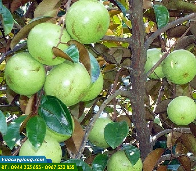 Cây vú sữa lò rèn giúp nông dân thu bạc tỷ Cây vú sữa lò rèn giúp nông dân thu bạc tỷ